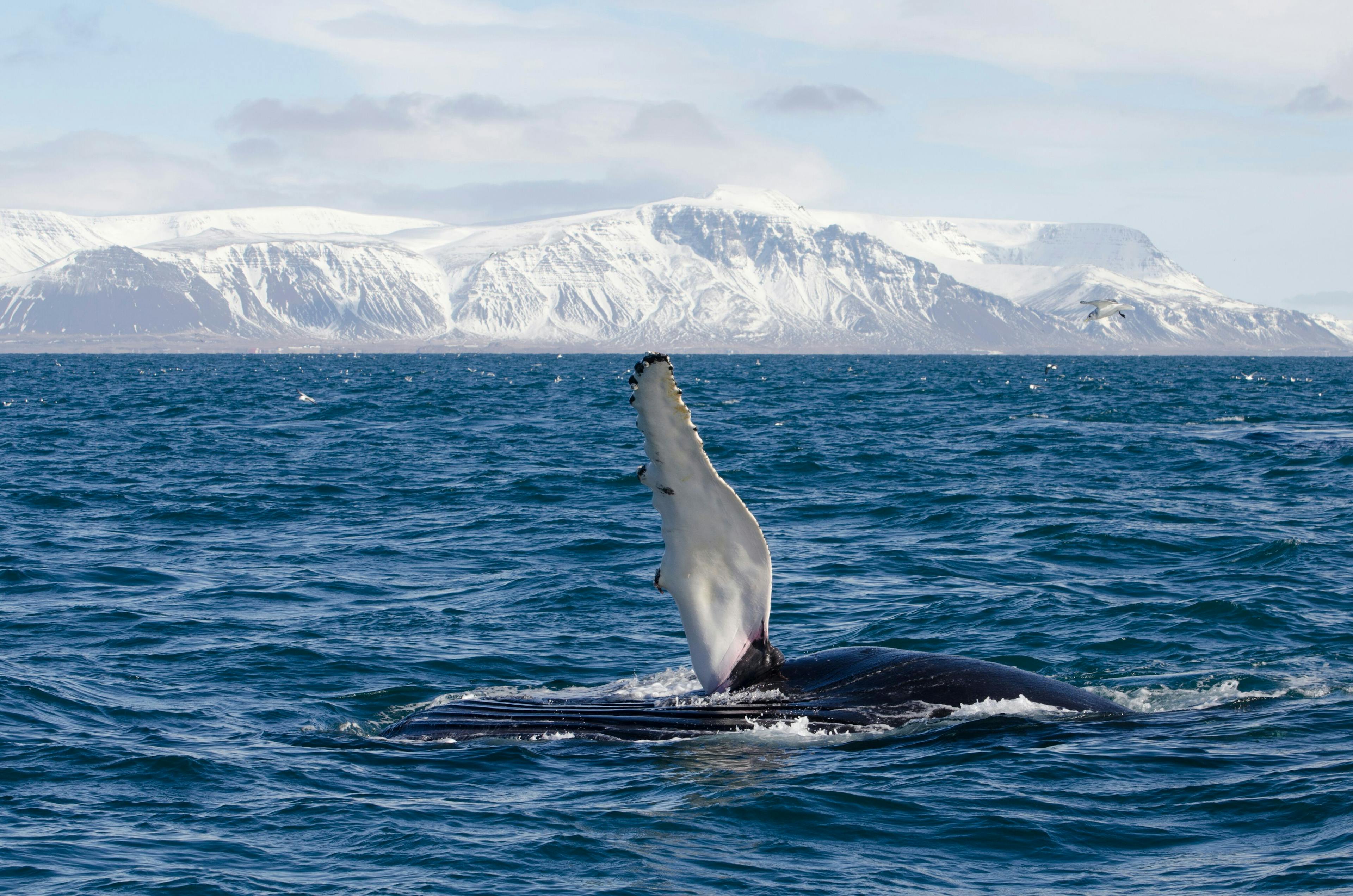 Reykjavík Winter Whale & Dolphin Watching